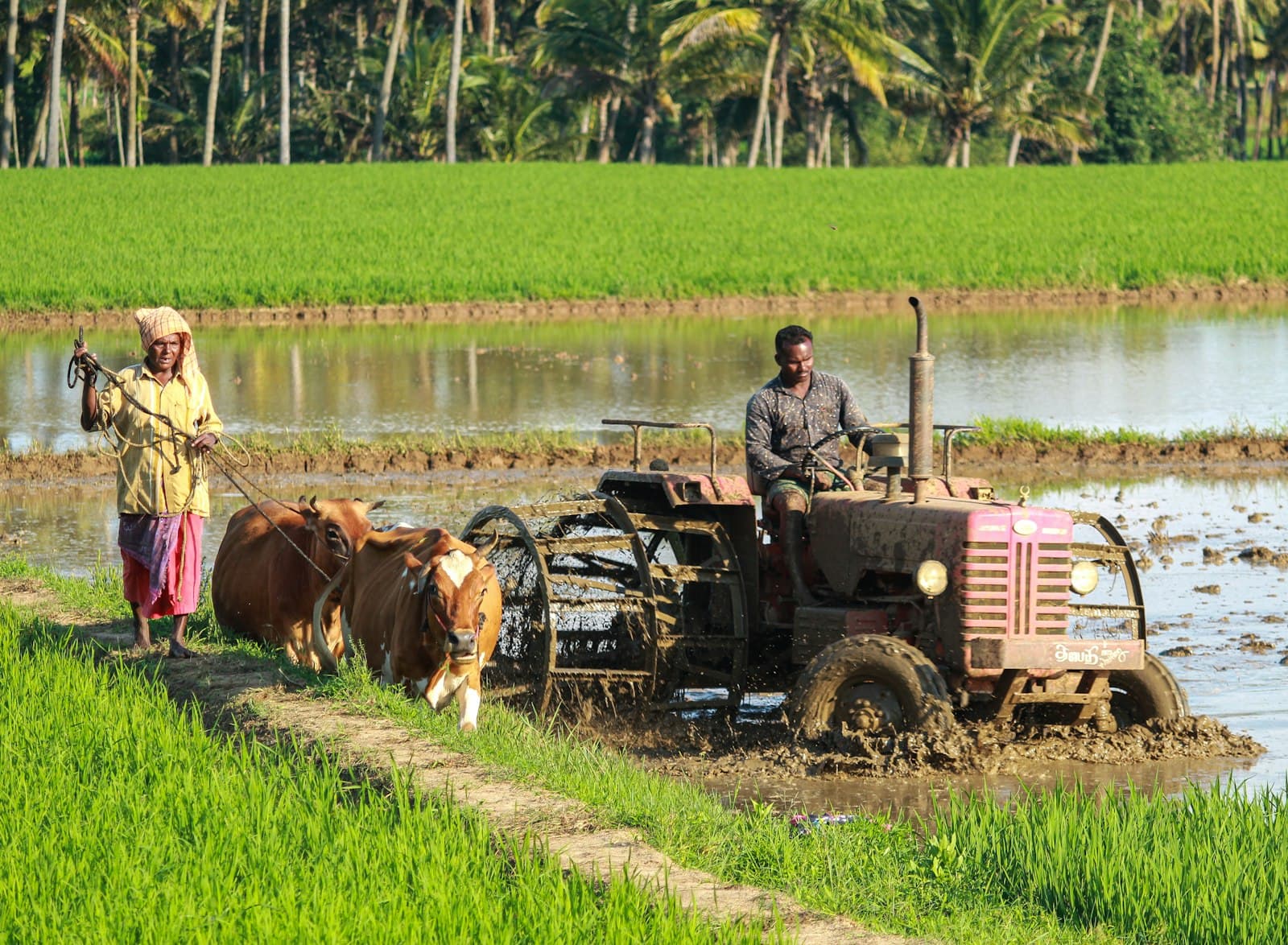 A farmer standing in a lush green farm field